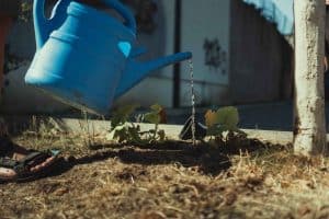 softening-the-ground-before-digging