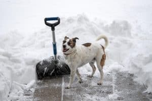 who-can-shovel-my-driveway